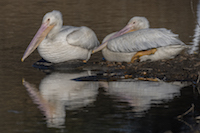 American Pelicans